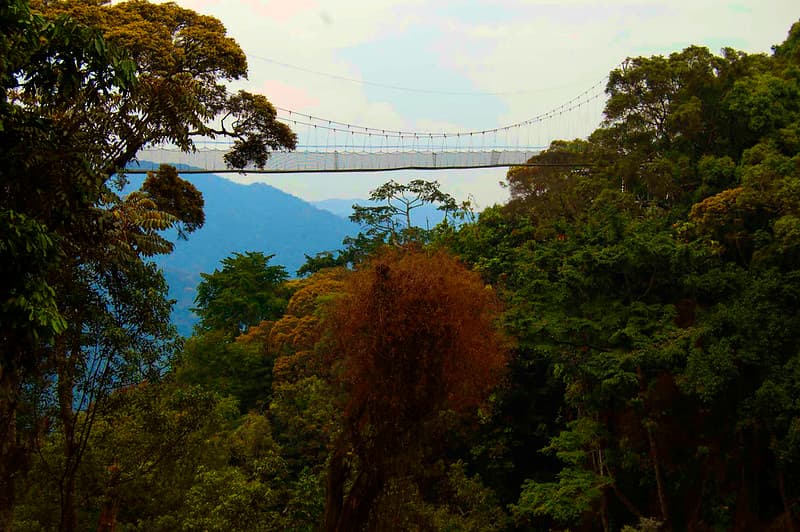 Rwanda Highlights Tour