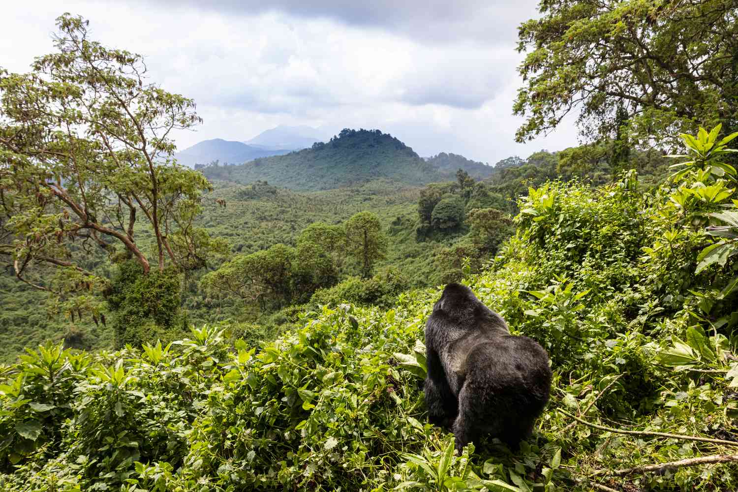 Gorilla Trekking 1 Day Trip