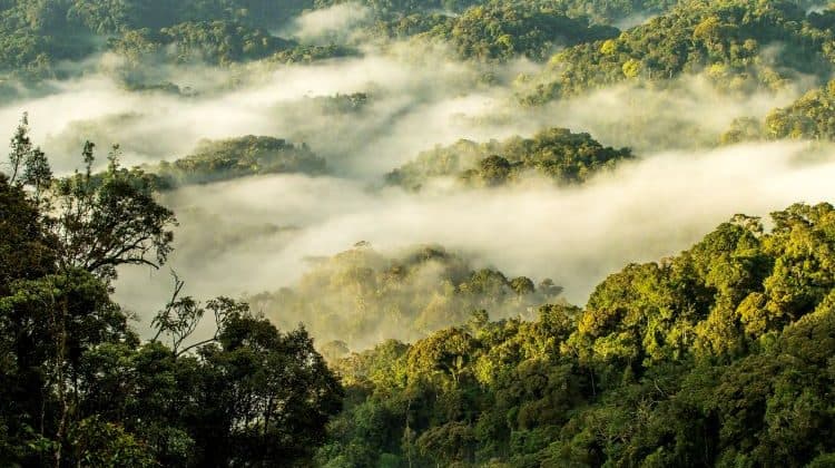 Nyungwe Zipline, Rope Course & Canopy Walk
